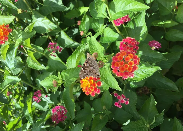 Mare Official Site Daire *