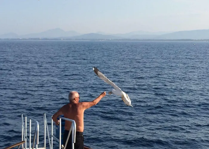 Mare Official Site Daire *